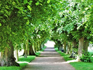 Lime Walk