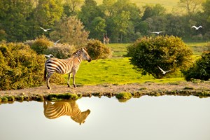 C Port Lympne Reserve African Experience