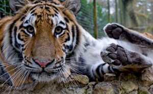 Port Lympne Tiger