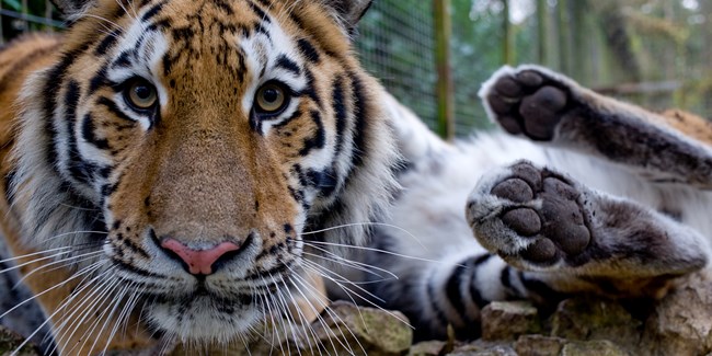 Port Lympne Tiger