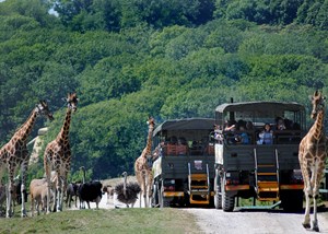 African Experience Port Lympne