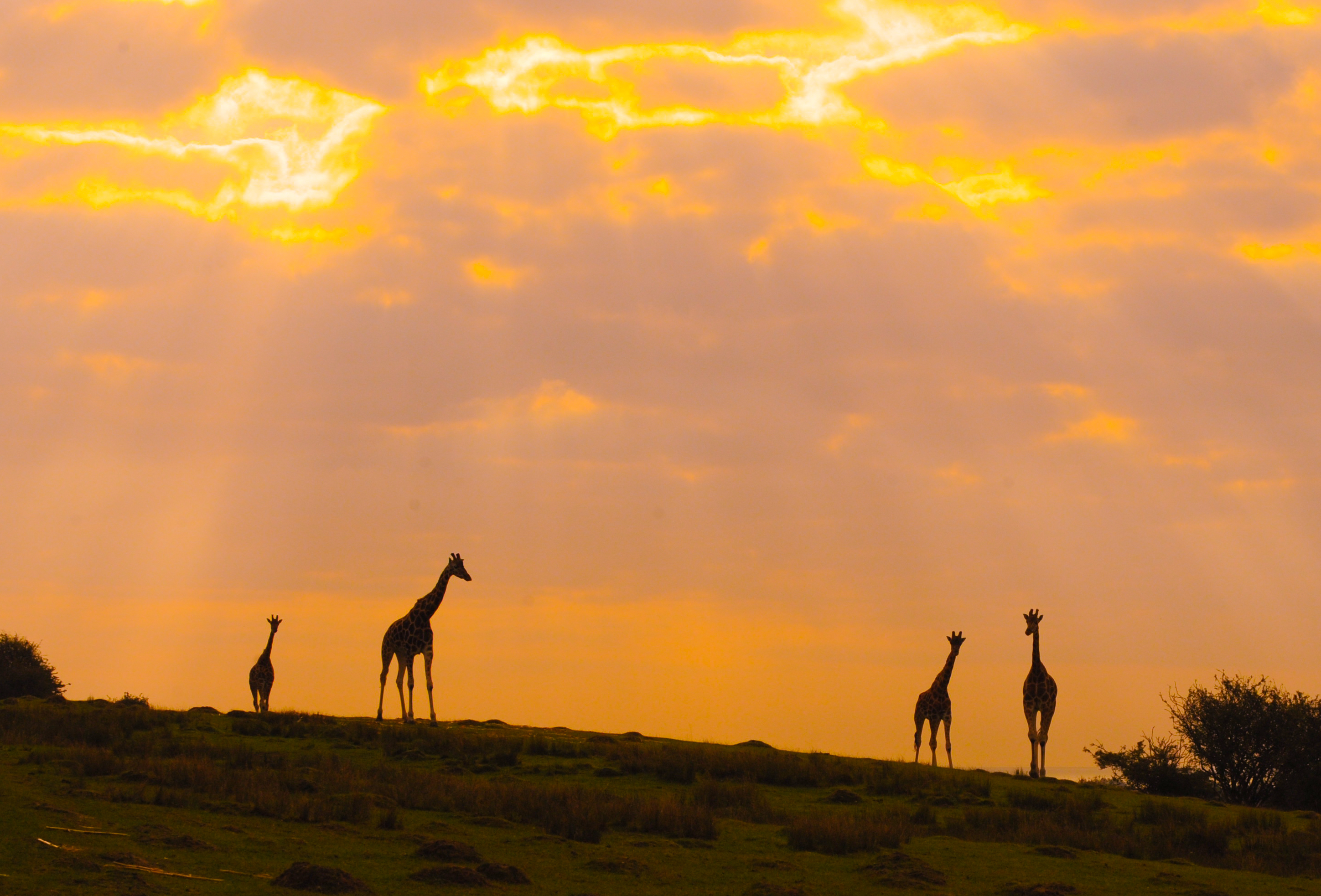 Giraffe On The African Experience At Port Lympne C Dave Rolfe