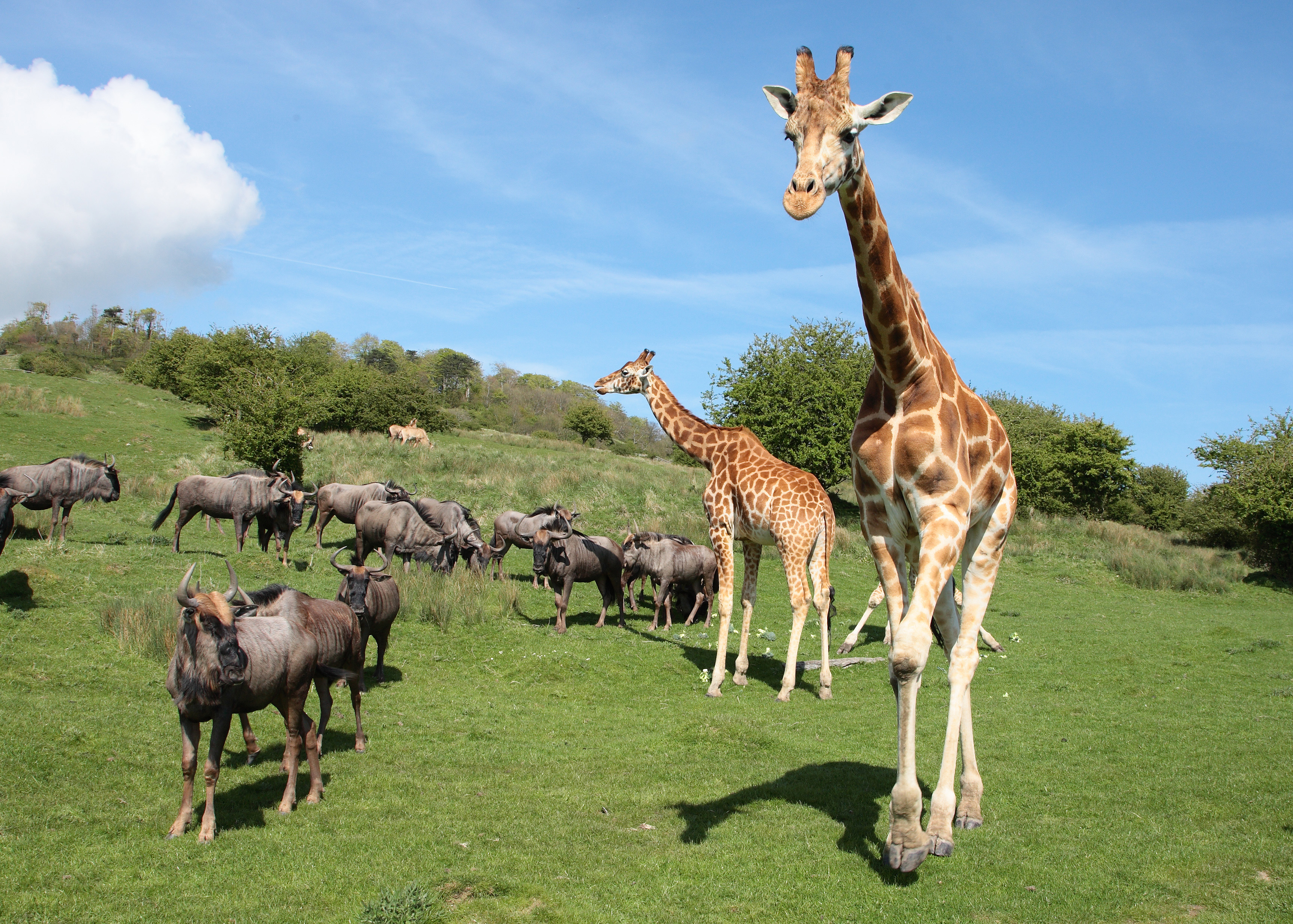 Livingstone Safari Lodge Giraffe And Wildebeest C The Aspinall Foundation