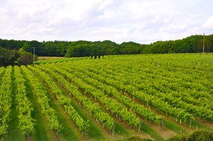 6 Biddenden Vineyards 23 Acres Of Vines