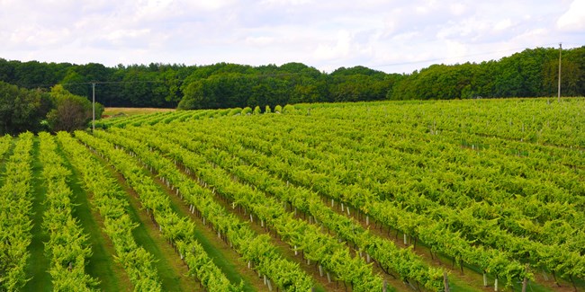 6 Biddenden Vineyards 23 Acres Of Vines
