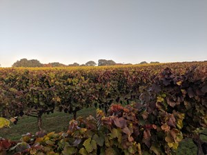 Autumn Over Gamay Still To Be Picked On To Ortega In Background