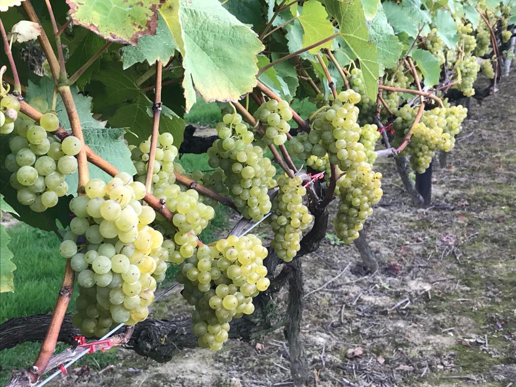 Bacchus At Biddenden Harvest 2018