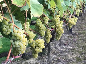 Bacchus At Biddenden Harvest 2018