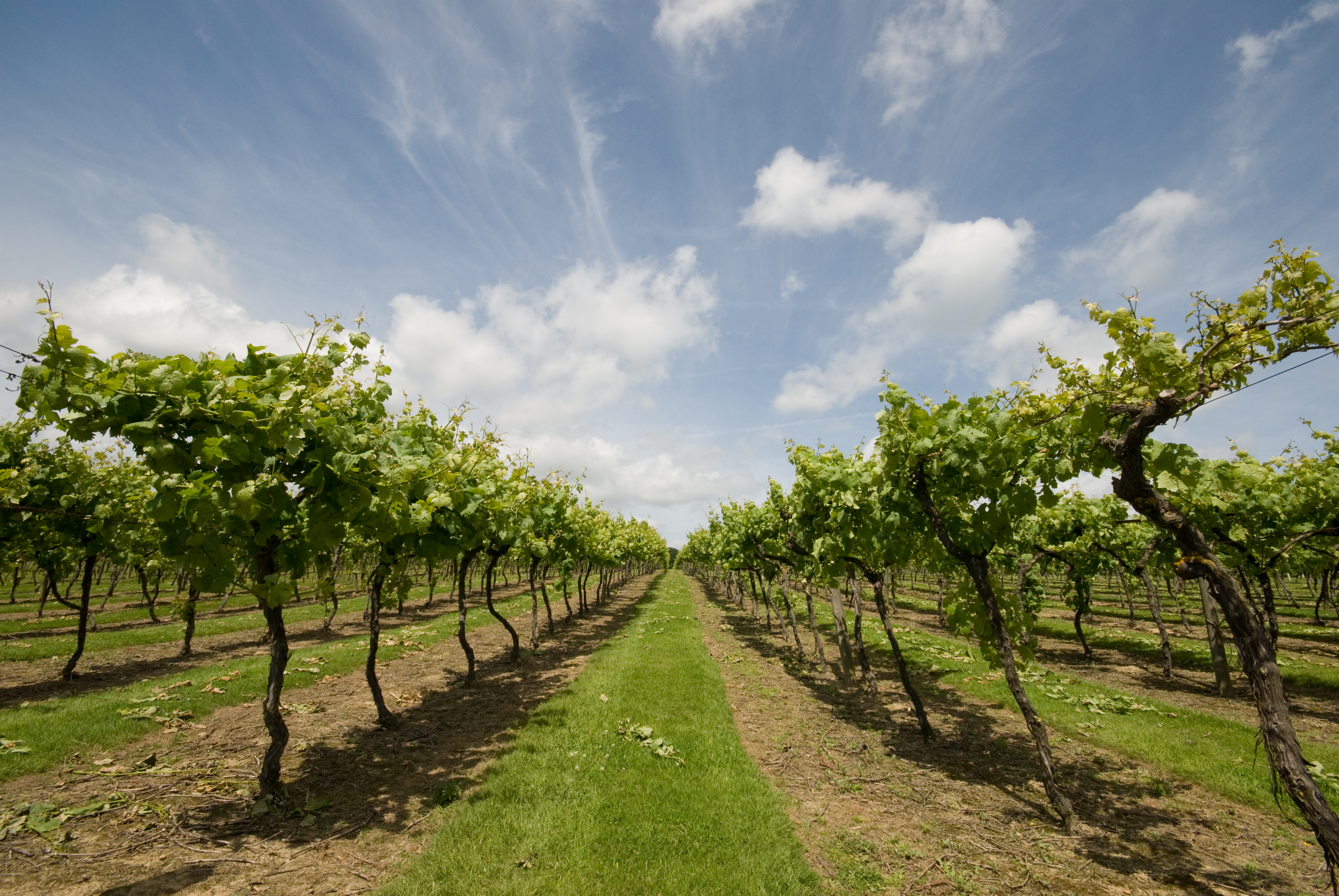 2 Biddenden Vineyards Blue Skies
