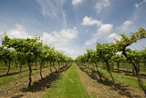 2 Biddenden Vineyards Blue Skies