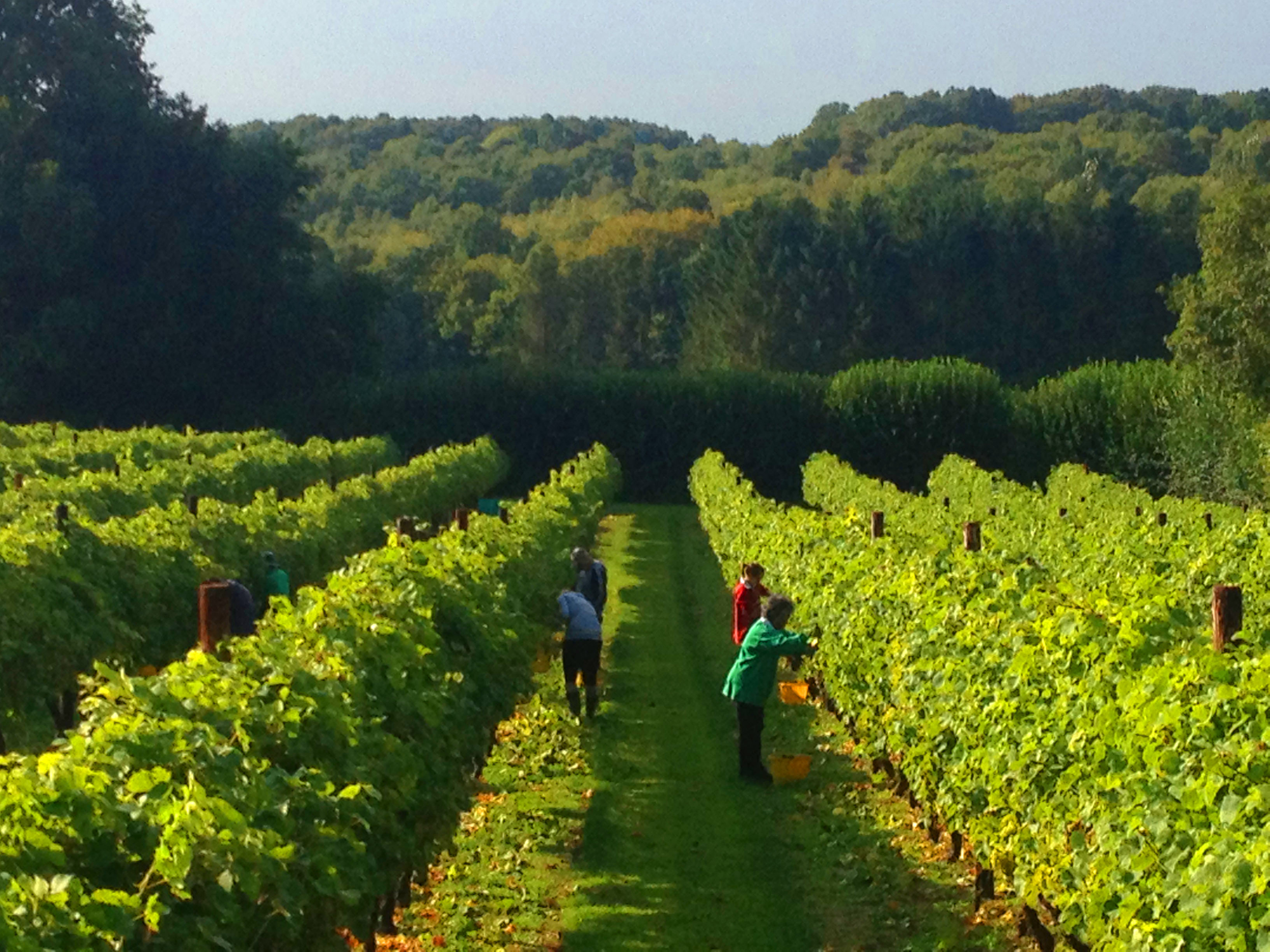 Picking At Biddenden Vineyards