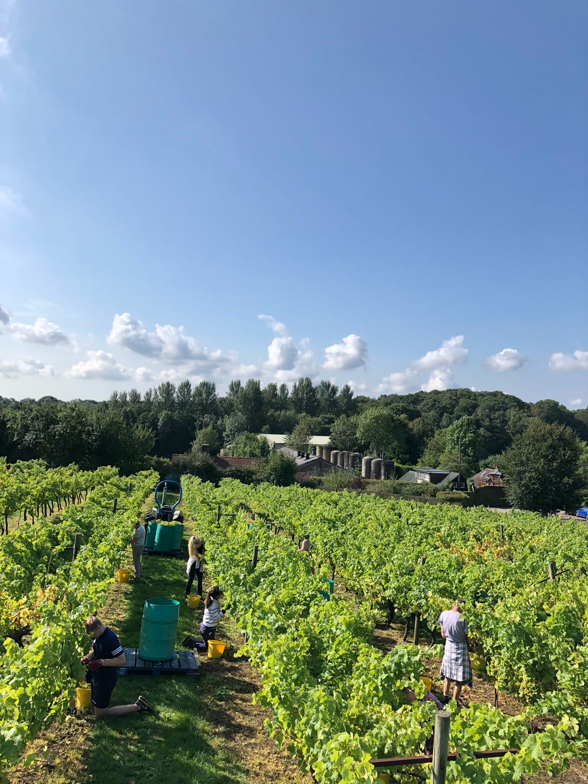 Picking Ortega At Biddenden Harvest 2018