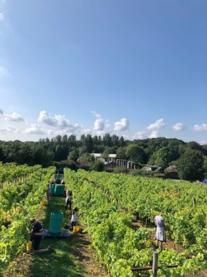 Picking Ortega At Biddenden Harvest 2018