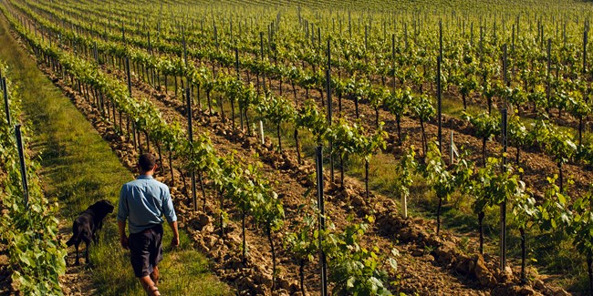 Gusbourne Self Guided Tourartboard 1 Copy 3