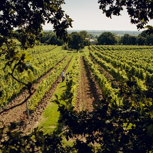 Gusbourne Self Guided Tourartboard 1
