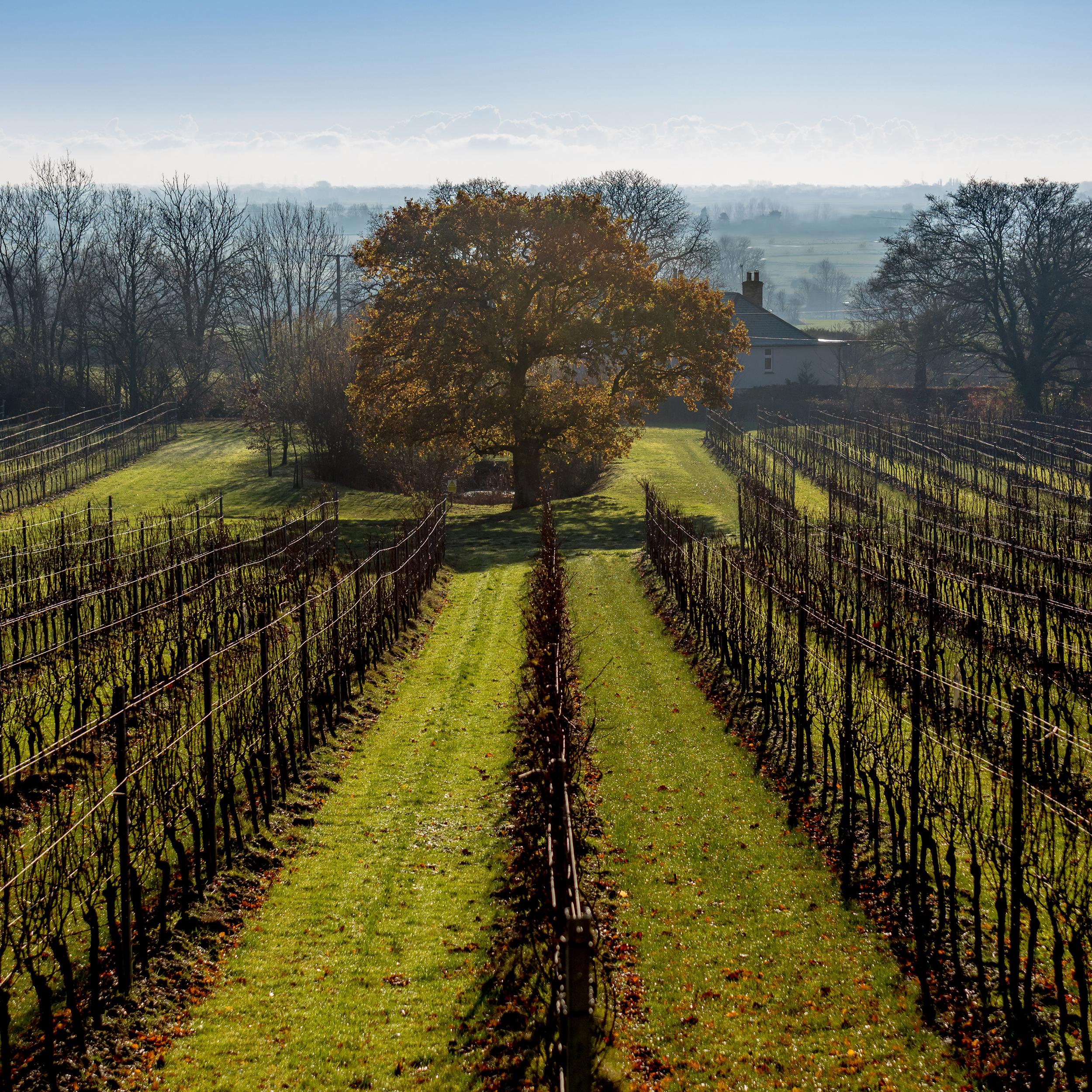 Gusbourne Self Guided Tourartboard 1 Copy