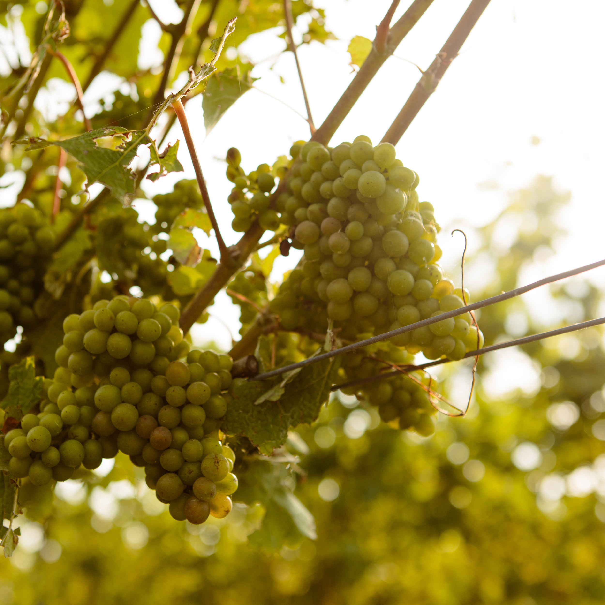 Gusbourne Self Guided Tourartboard 1 Copy 6