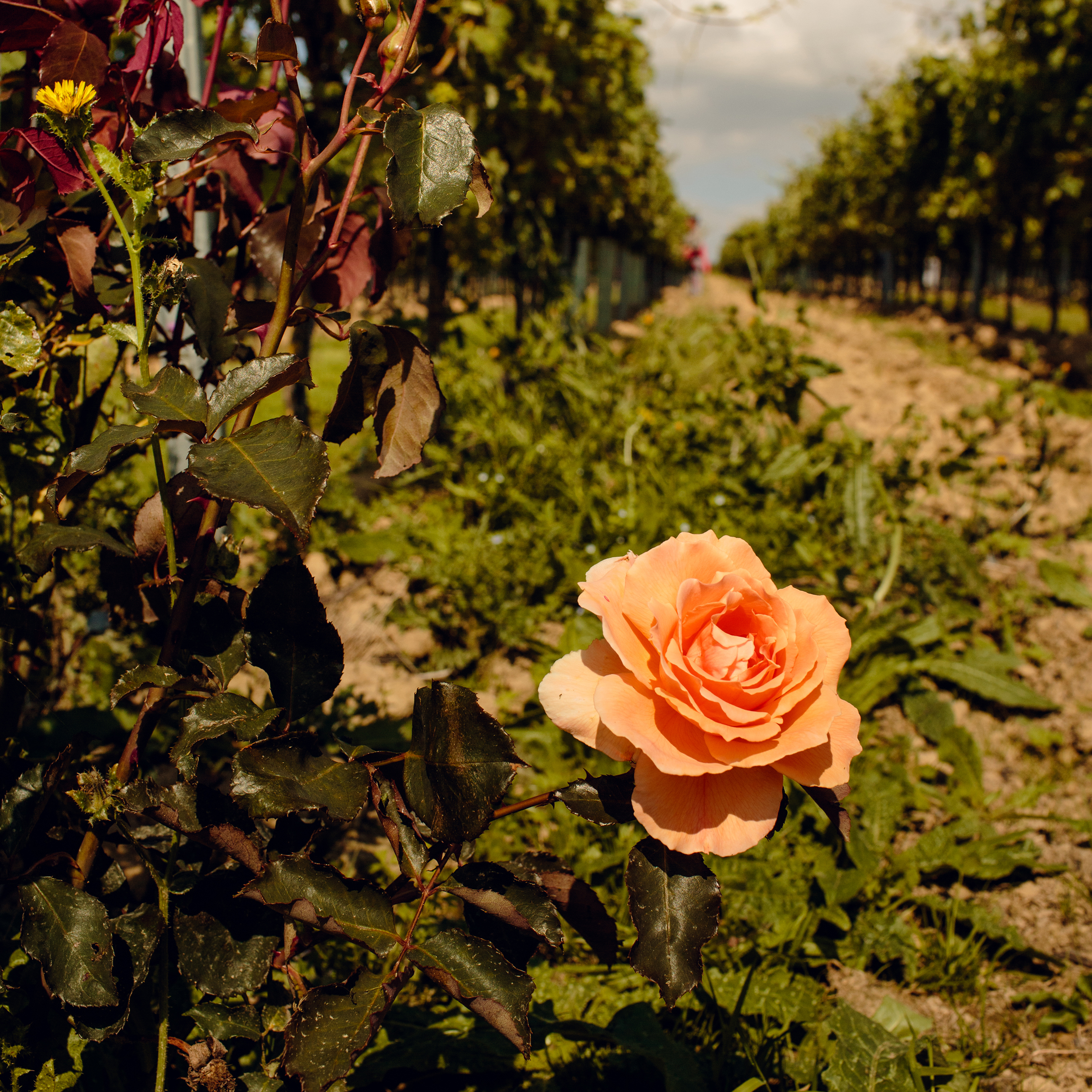 Gusbourne Self Guided Tourartboard 1 Copy 5