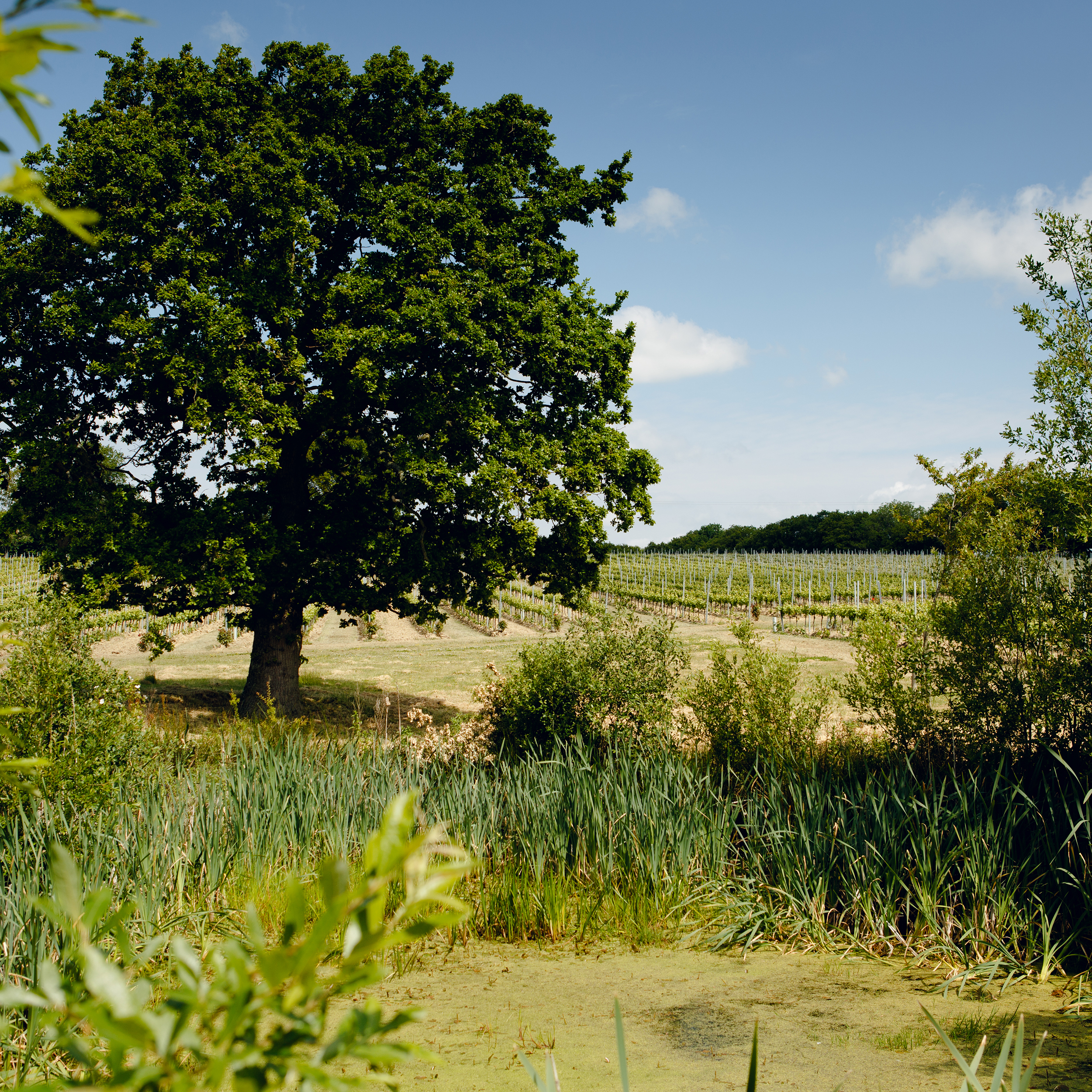 Gusbourne Self Guided Tourartboard 1 Copy 4