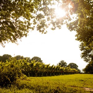 Gusbourne Discovery Tourartboard 1 Copy