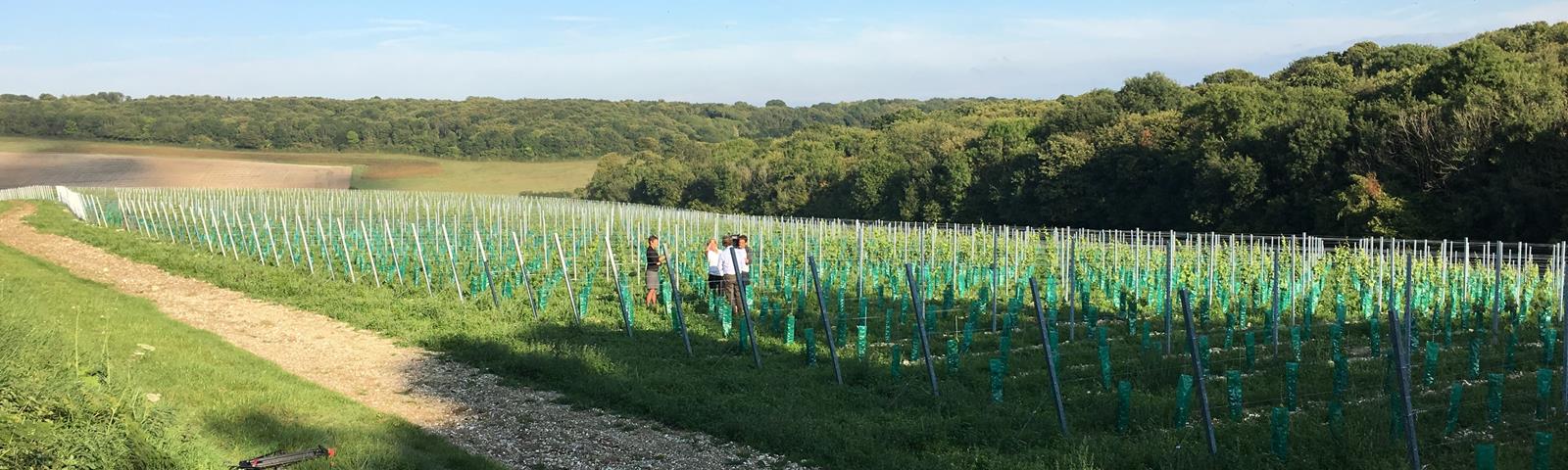 Domaine Evremond Vineyards